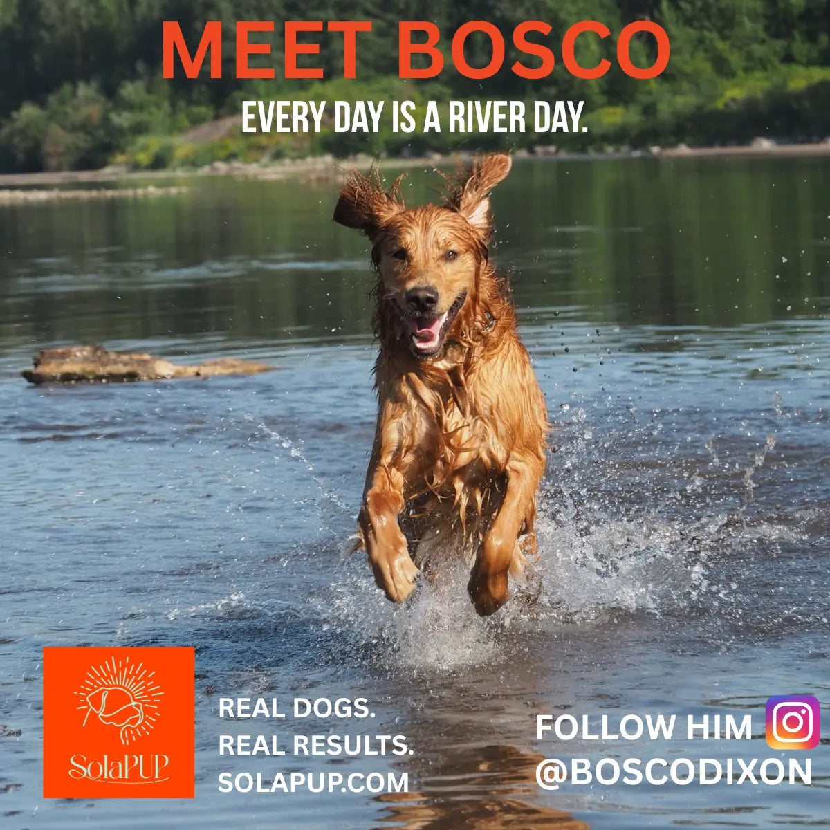 Bosco the dog featured on Instagram with SolaPup Hip & Joint Chews