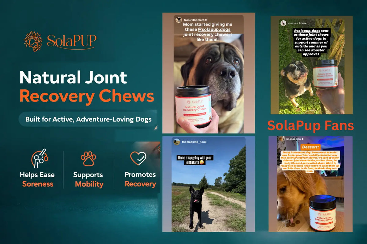 SolaPup fans, dogs and their owners