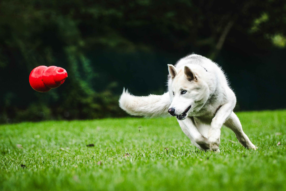 White German Shepard type dog running to catch a red Kong in the air