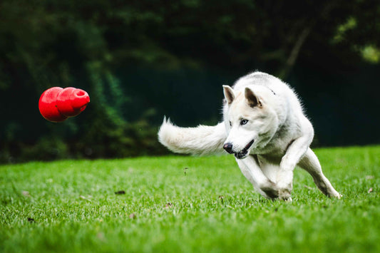 White German Shepard type dog running to catch a red Kong in the air