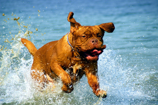 French MAstiff running in the sea