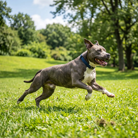 When to Start Joint Supplements for Your Dog (Earlier Than You Think)