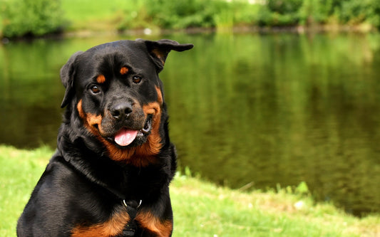 Dog Chews for Joints: What Makes a Natural Chew Actually Work
