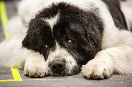 Joint Support for Newfoundlands and Other Giant Breeds