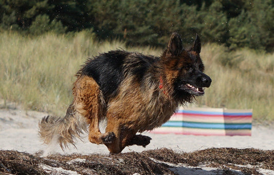 German shepherd dog running in sand. Image by anjagh on Pixabay