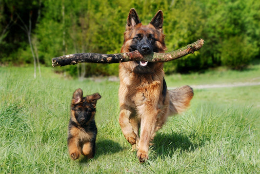 Joint Support Supplements for Dogs: Starting Early Is the Smartest Thing You Can Do