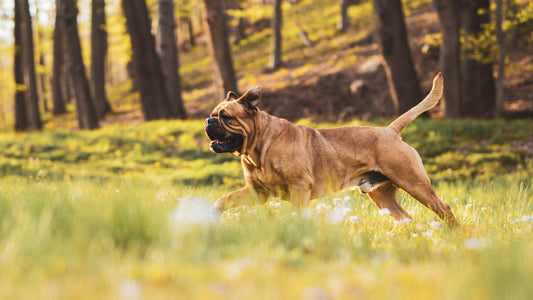 Joint Support for Mastiffs and Other Giant Guardian Breeds