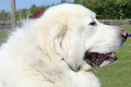 Joint Support for Great Pyrenees: Caring for a Gentle Mountain Guardian