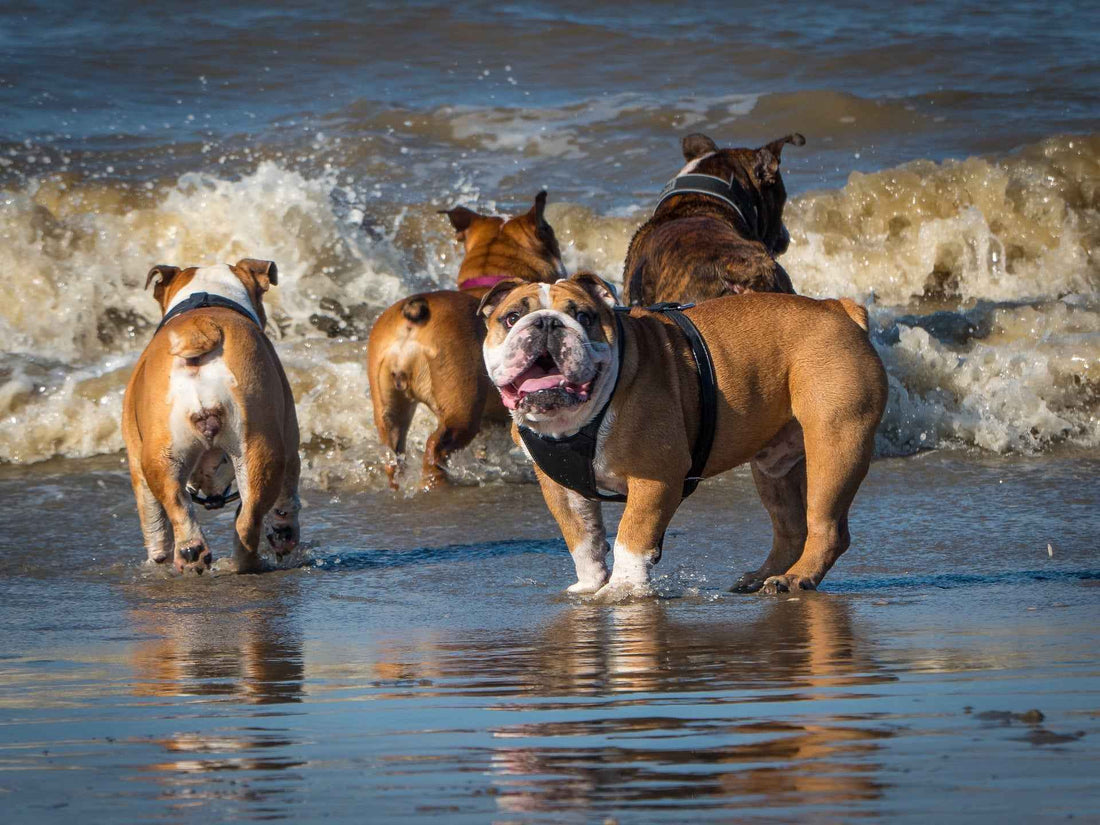 9 Signs Your Dog Could Benefit from a Joint Support Supplement