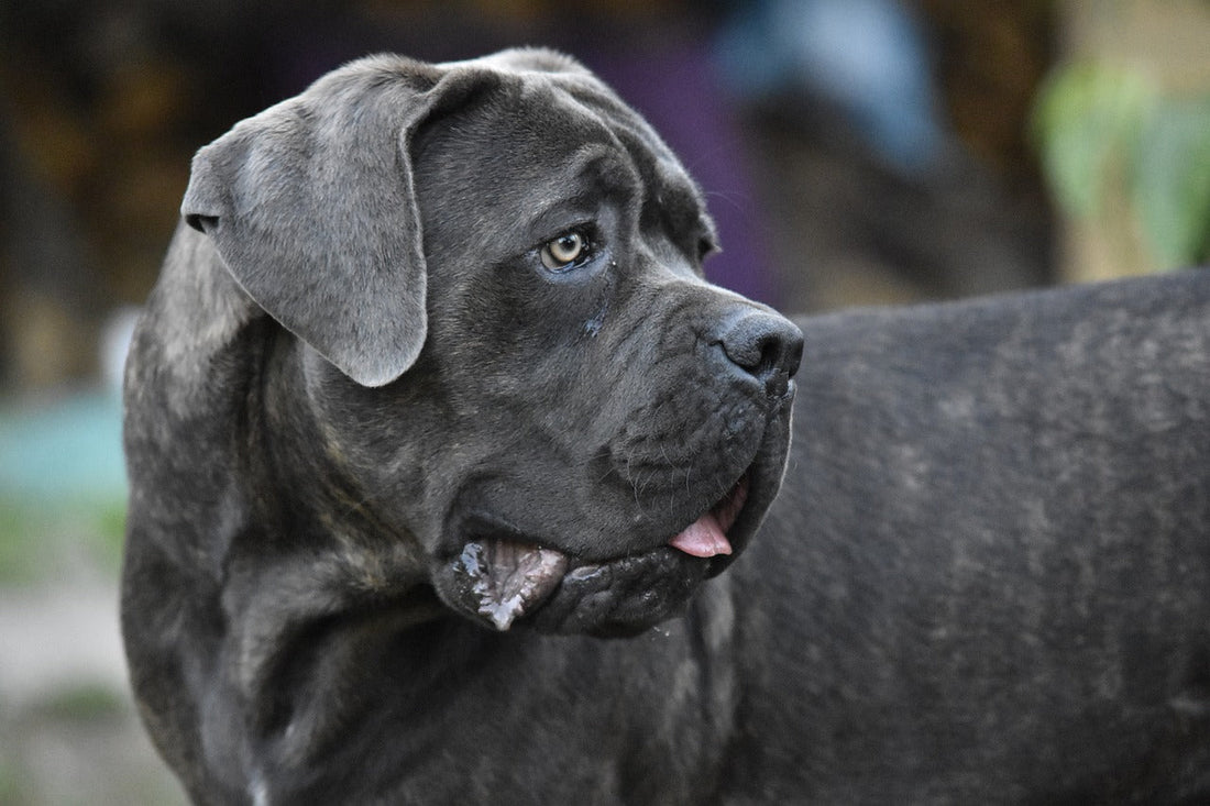 Hyaluronic Acid for Dogs: What It Is and Why It's in SolaPup Chews