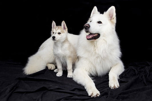 Starting Your Puppy on Joint Supplements: What You Need to Know