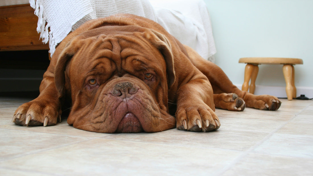 Joint Support for Dogues de Bordeaux: Caring for a Gentle Giant