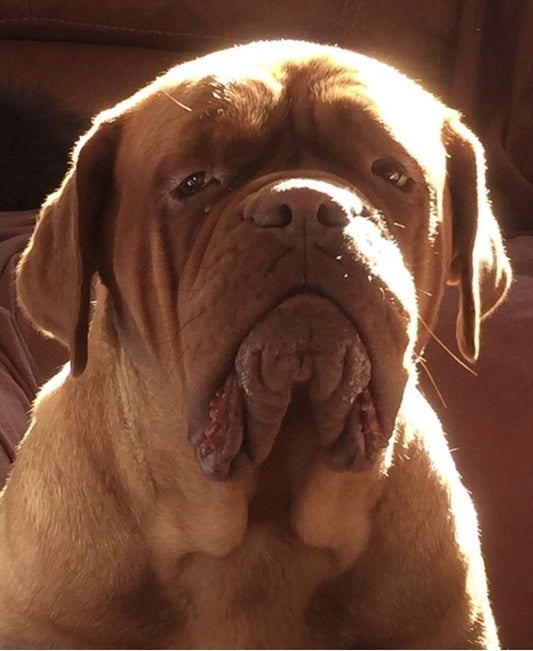 Roxy's Story: The Rescue Dog Behind SolaPup