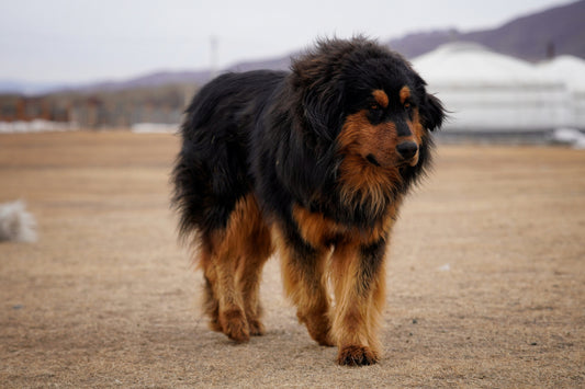 Natural Pet Supplements: How to Choose One You Can Trust
