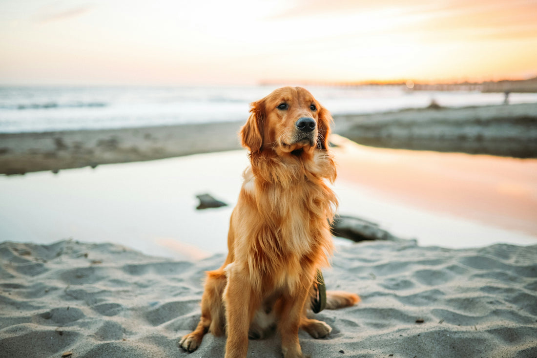 Hemp Seed Oil for Dogs: What It Is and Why It's in SolaPup Chews