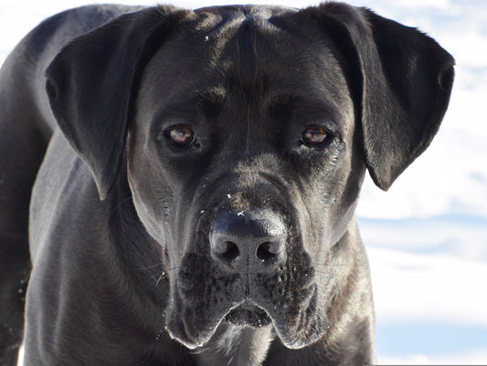 Hip and Joint Soft Chews for Dogs: What to Look For (And What to Skip)