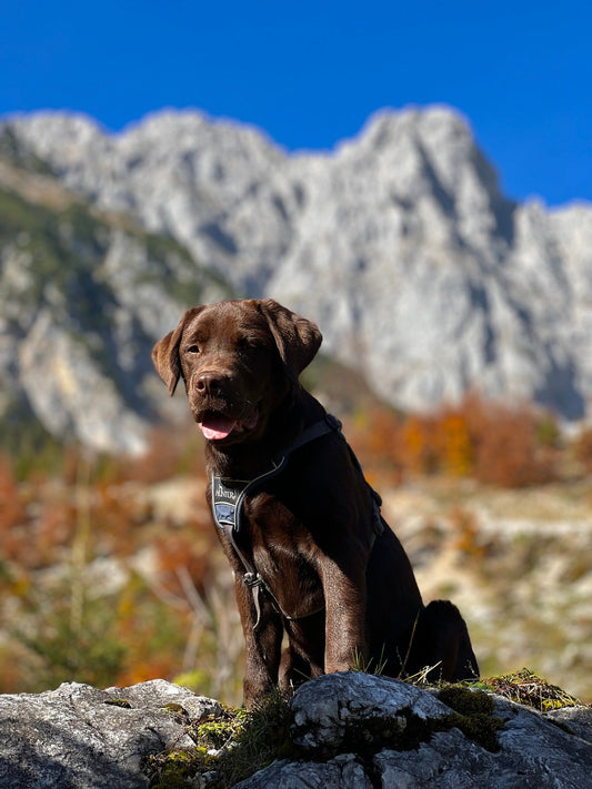 Chondroitin for Dogs: Is It Safe, and How Much Do They Need?