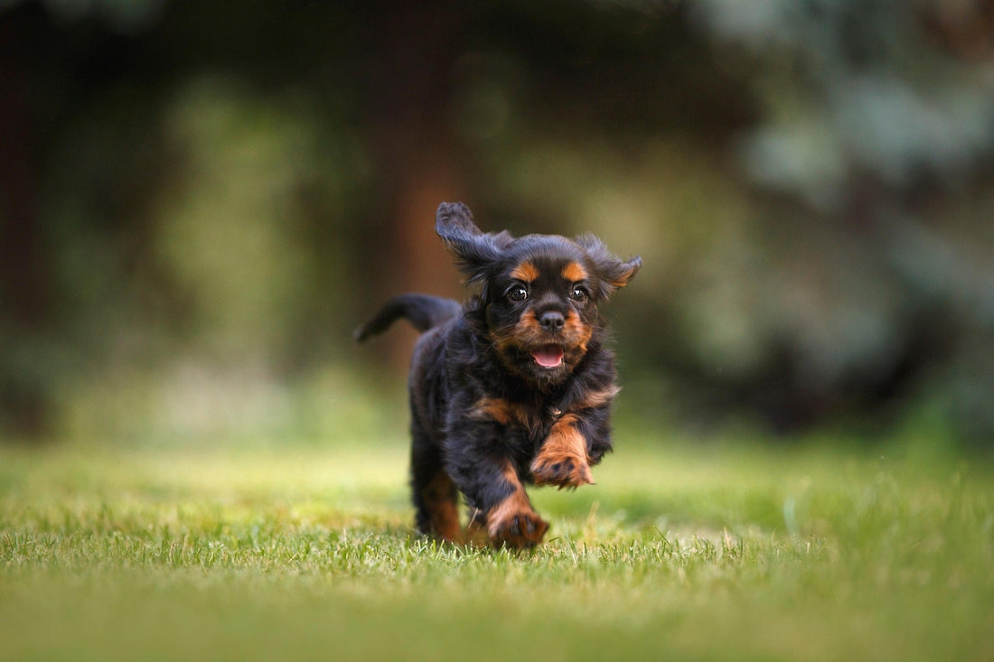 SolaPup Pro Tips: Dosing for Puppies and Adult Dogs