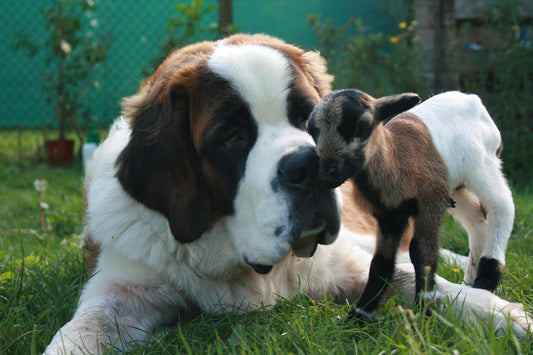 Natural Anti-Inflammatory Supplements for Dogs: What Actually Works