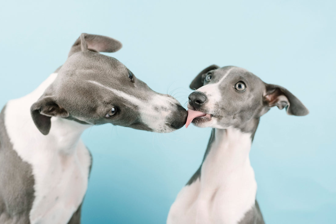 Joint Supplements for Greyhounds and Other Sighthounds: What Their Bodies Actually Need