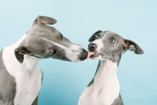 Joint Supplements for Greyhounds and Other Sighthounds: What Their Bodies Actually Need