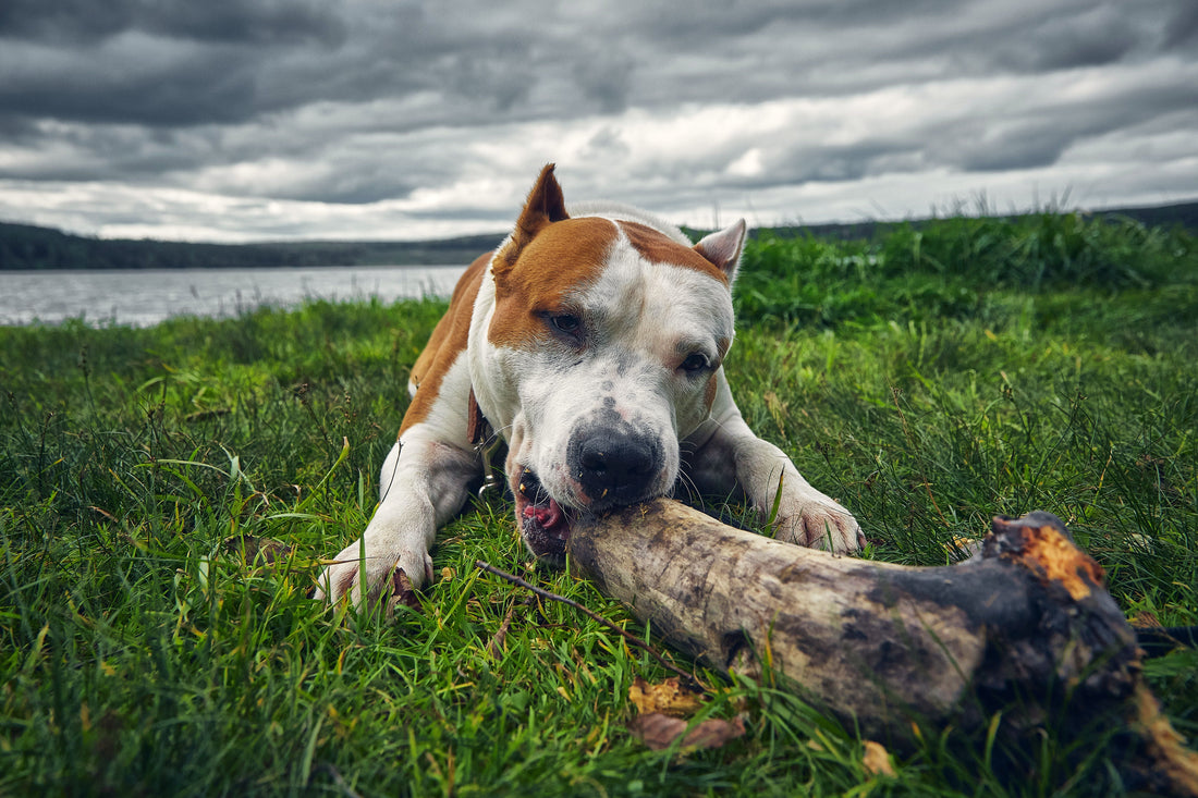 National Pit Bull Awareness Day: Joint Health for the Bull Breeds We Love