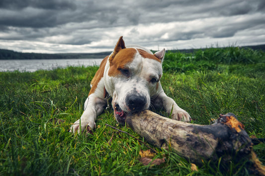 National Pit Bull Awareness Day: Joint Health for the Bull Breeds We Love