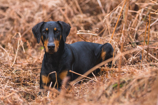 Joint Support for Dobermans and Other Lean, Athletic Breeds