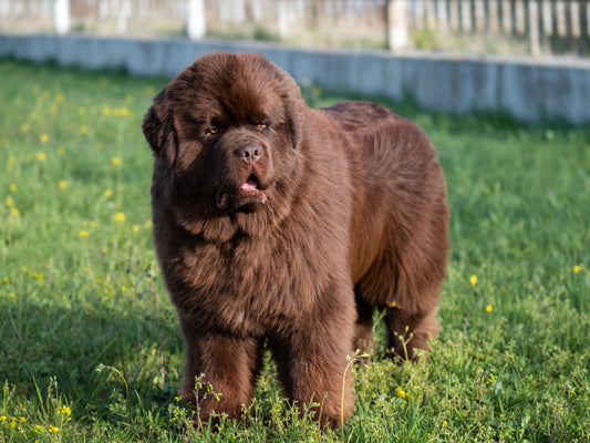 Canine Joint Health: What Every Large Breed Dog Owner Needs to Know