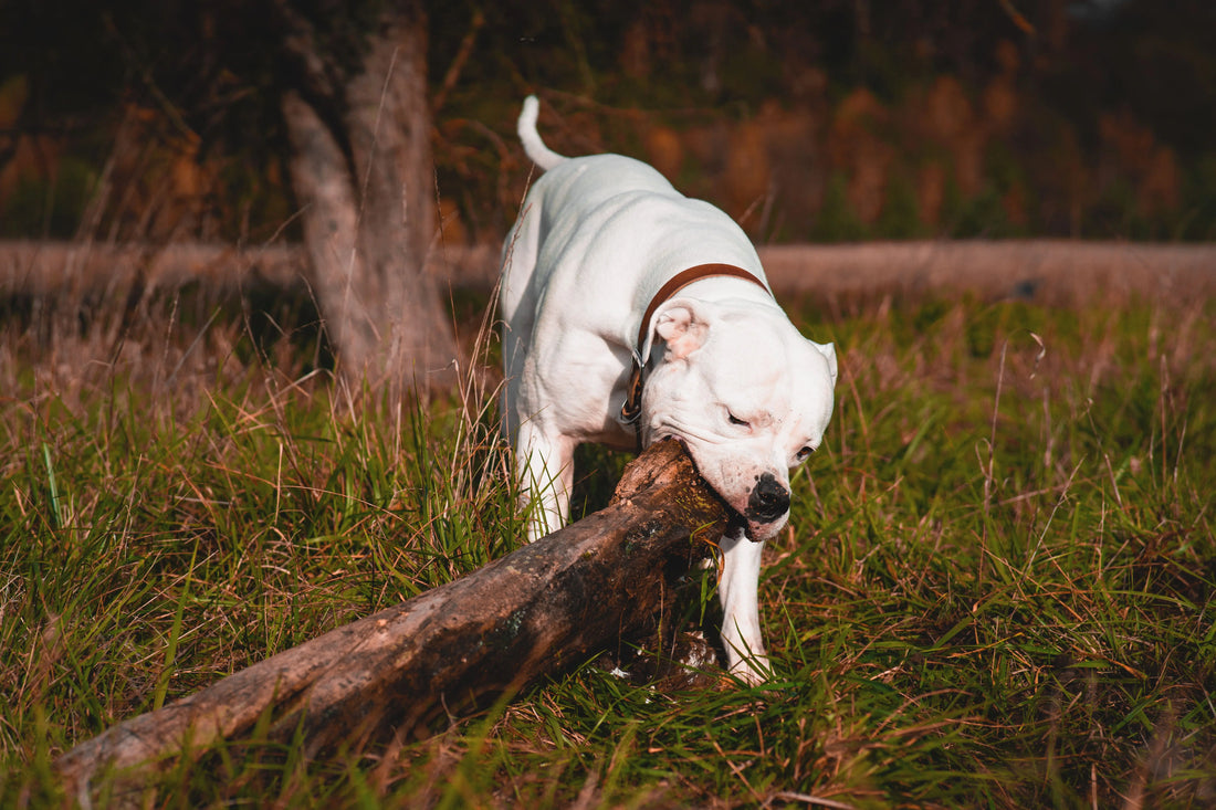 SolaPup vs Cosequin: An Honest Look at Two Dog Joint Supplements