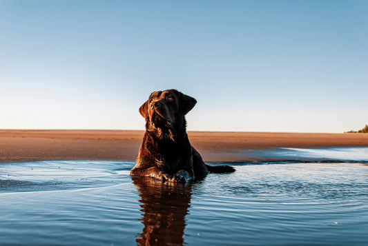 Joint Support for Labradors and Other Big, Athletic Breeds