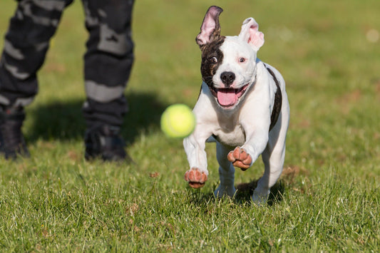 MSM for Dogs: The Natural Recovery Ingredient Your Active Dog Actually Needs
