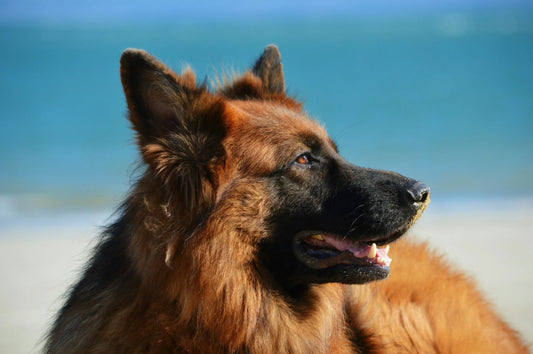 Joint Support for German Shepherds: Keeping Active, Working Dogs Moving
