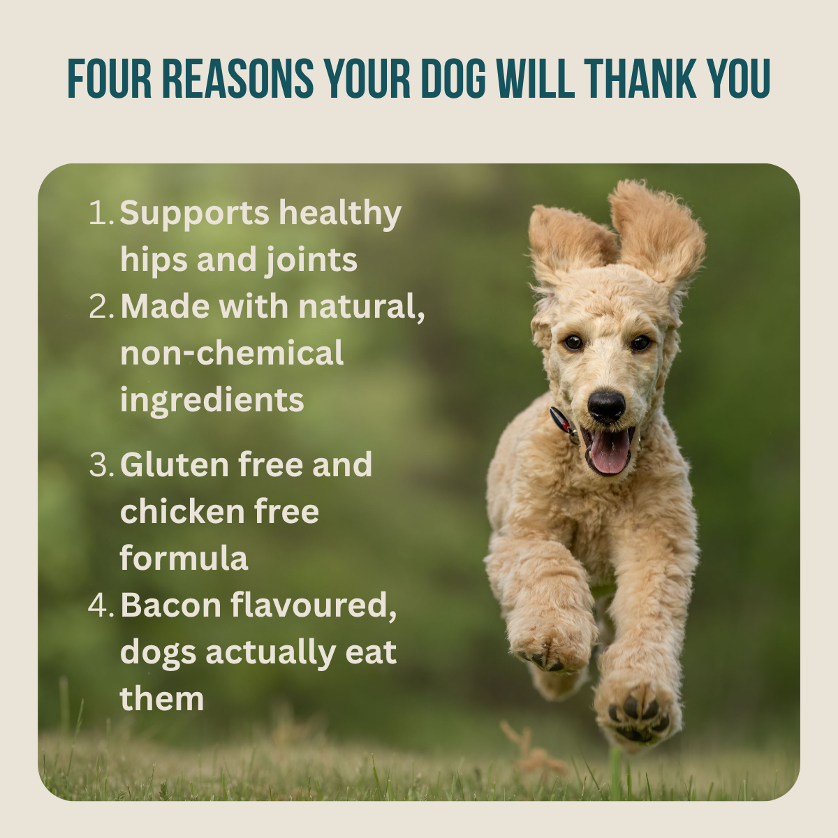 SolaPup® Recovery Chew Formula - Made in the USA