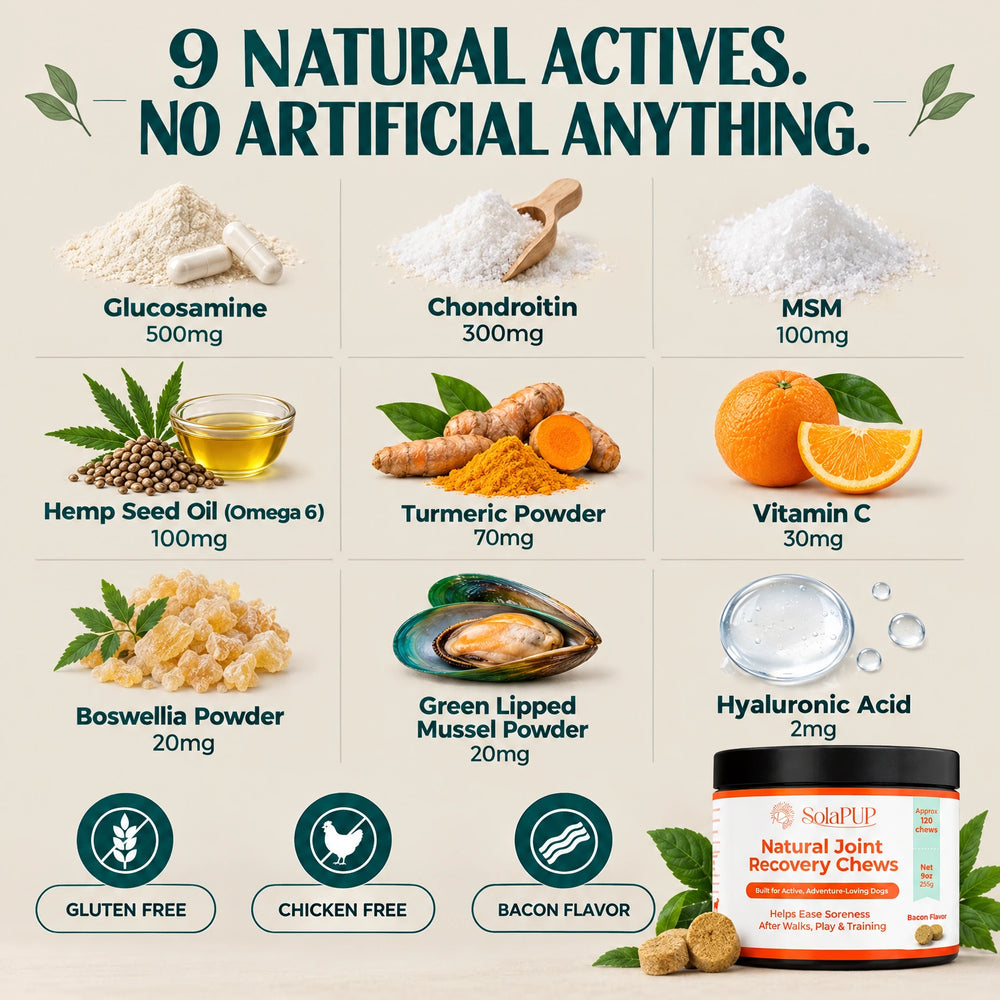 Infographic of the 9 natural active ingredients in SolaPup Hip & Joint Chews, including glucosamine, chondroitin, turmeric and green lipped mussel