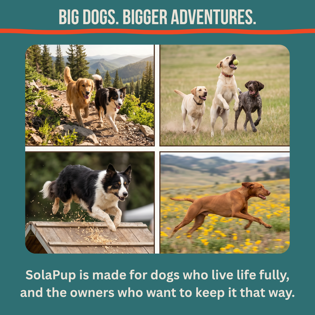 SolaPup® Recovery Chew Formula - Made in the USA