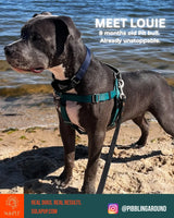 Louie the dog featured on Instagram with SolaPup Hip & Joint Chews