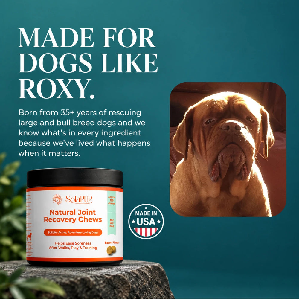 Made for dogs like Roxy, the rescued French Mastiff who inspired SolaPup