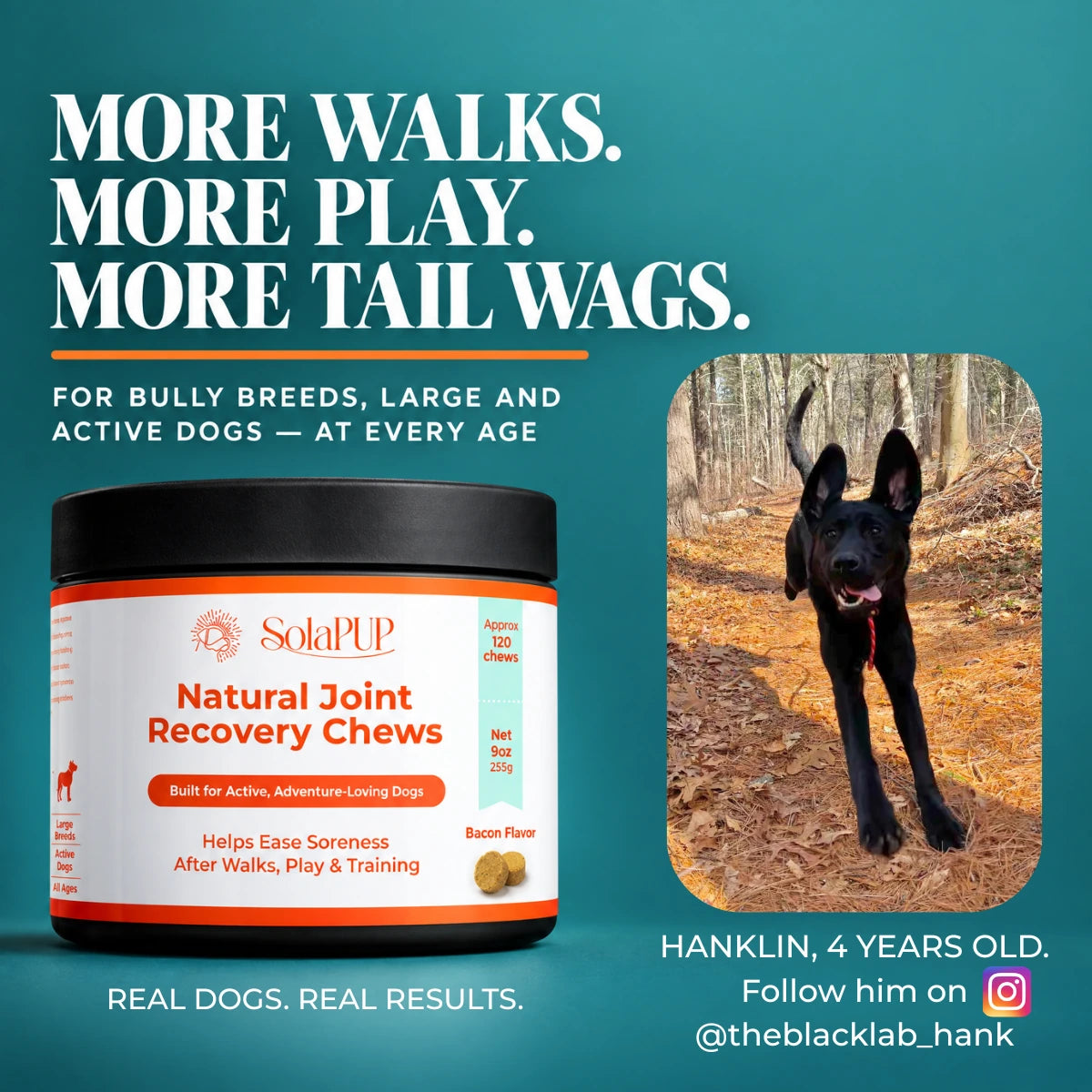 Hanklin the dog out on more walks, staying active with SolaPup Hip & Joint Chews