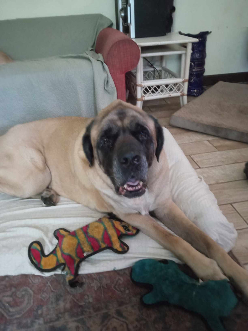 Newman, English Mastiff, relaxing at home with his toys