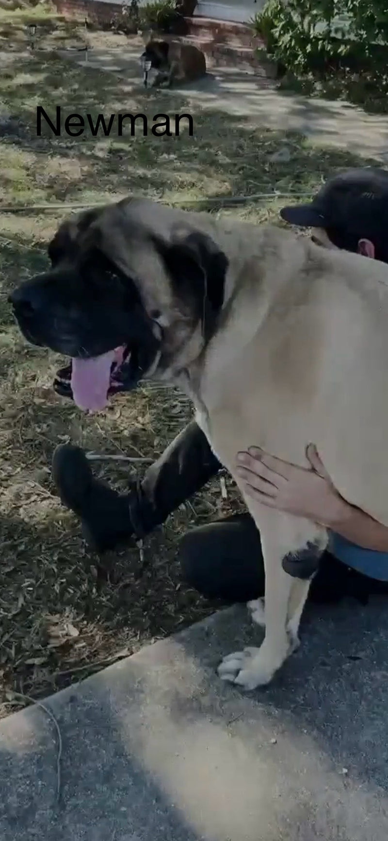 Newman, English Mastiff, outdoors