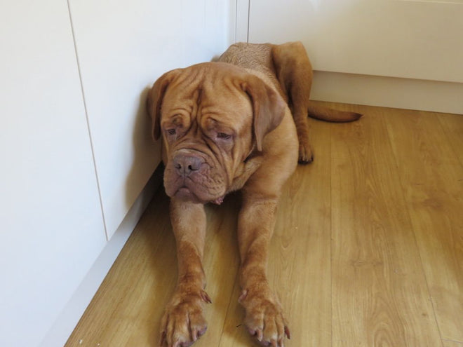 Roxy, our large tan French Mastiff lying on a light wood floor against white kitchen cabinets.