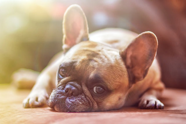 Dog lying down, slow to move