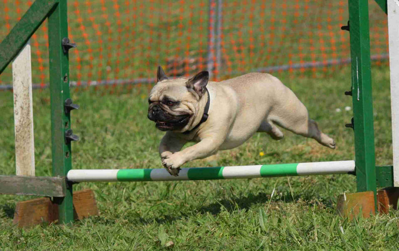 French bulldog jumping during agility training