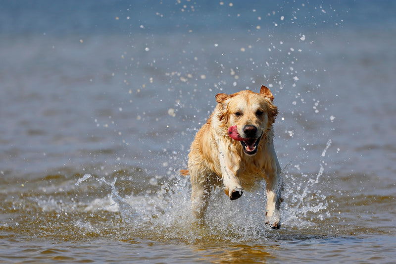 Golden retriever running happily